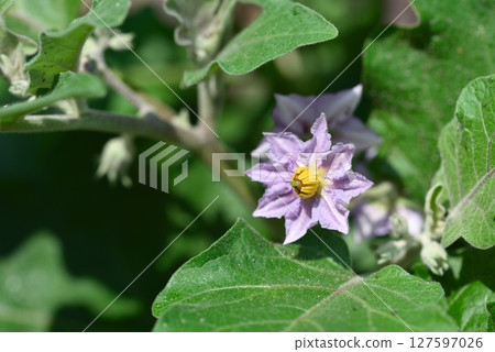 美麗的淡紫色茄子花 127597026