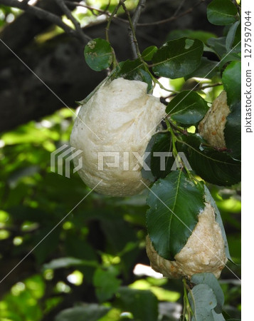 Egg clusters of the forest green tree frog laid on the branch of a tree above the surface of the water 127597044