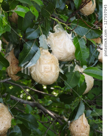Egg clusters of the forest green tree frog laid on the branch of a tree above the surface of the water 127597045