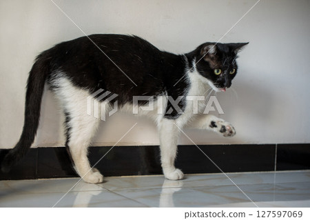 Playful cat indoor. Black and white kitten at home 127597069
