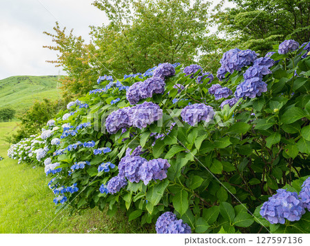 Hydrangeas decorating the mountainside 127597136