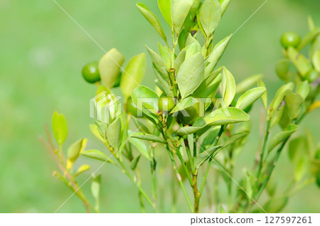 lime, lime plant or lemon tree or Citrus aurantiifolia 127597261