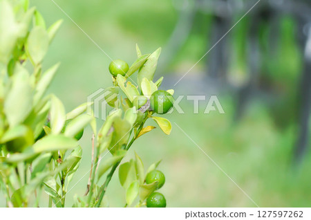 lime, lime plant or lemon tree or Citrus aurantiifolia lime, lime plant or lemon tree or Citrus aurantiifolia 127597262