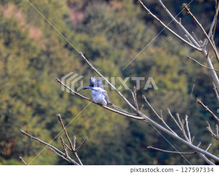 翠鳥，翠鳥家族中最大的鳥，棲息在河邊的樹枝上 127597334