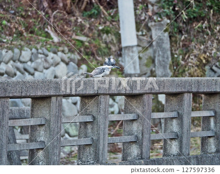 翠鳥是翠鳥家族中最大的鳥,棲息在河邊的柵欄上 翠鳥是翠鳥家族中最大的鳥,棲息在河邊的柵欄上 127597336