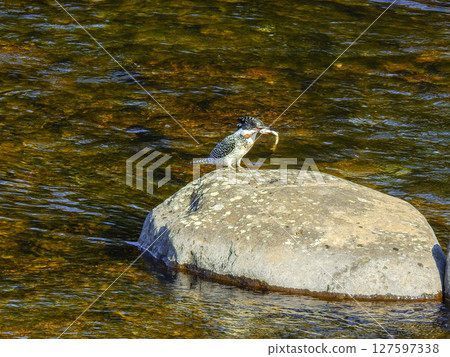 The kingfisher, the largest bird in the kingfisher family, perches on a rock with a fish in its mouth 127597338