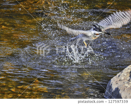 A kingfisher, the largest bird in the kingfisher family, dives into the river and takes off. 127597339