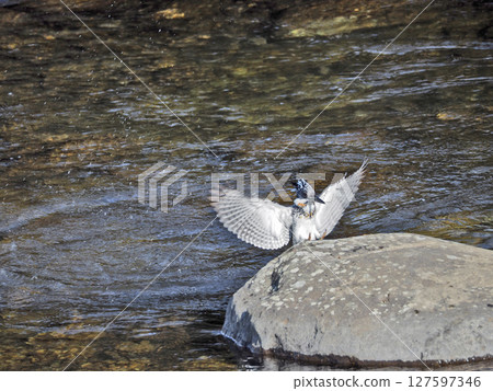 A kingfisher, the largest bird in the kingfisher family, perches on a stone in the river and flaps its wings A kingfisher, the largest bird in the kingfisher family, perches on a stone in the river and flaps its wings 127597346
