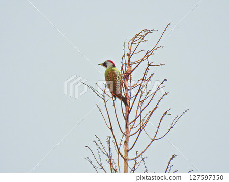 日本綠啄木鳥，日本綠啄木鳥的一種野生鳥類，會發出像哨子一樣的口哨聲 127597350