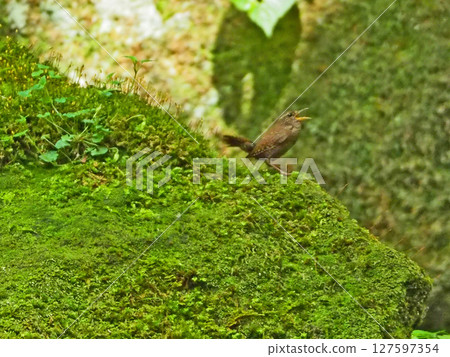 日本最小的鳥類之一,棕色野鳥鷦鷯 日本最小的鳥類之一,棕色野鳥鷦鷯 127597354