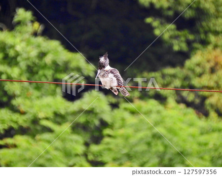 A kingfisher, the largest bird in the kingfisher family, perched on a power line by the river A kingfisher, the largest bird in the kingfisher family, perched on a power line by the river 127597356