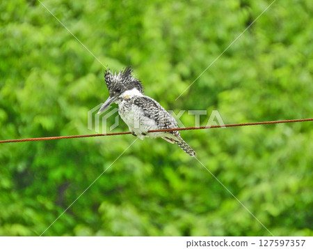 A kingfisher, the largest bird in the kingfisher family, perched on a power line by the river 127597357