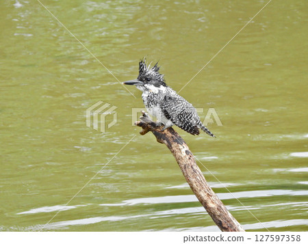 Kingfisher, the largest bird of the Kingfisher family, perches on a tree branch on the riverside 127597358