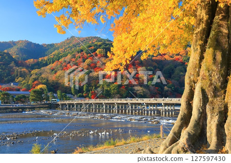 【京都府】晴天的渡月橋與嵐山的紅葉 【京都府】晴天的渡月橋與嵐山的紅葉 127597430
