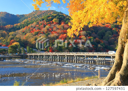 [Kyoto Prefecture] Togetsukyo Bridge and autumn leaves in Arashiyama on a clear day 127597431