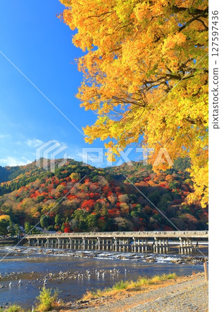 [Kyoto Prefecture] Togetsukyo Bridge and autumn leaves in Arashiyama on a clear day 127597436