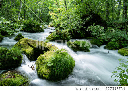 Oirase Gorge flowing through a forest of fresh greenery 127597734