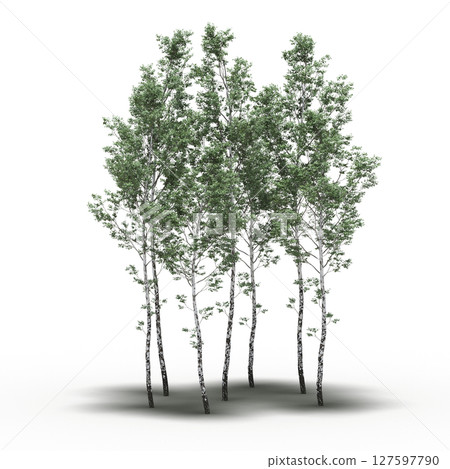 group of trees with a shadow under it, isolated on a transparent background, 3D illustration, cg render group of trees with a shadow under it, isolated on a transparent background, 3D illustration, cg render 127597790