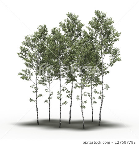 group of trees with a shadow under it, isolated on a transparent background, 3D illustration, cg render 127597792