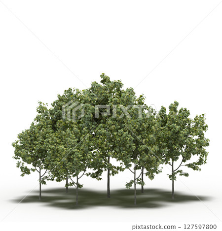 group of trees with a shadow under it, isolated on a transparent background, 3D illustration, cg render group of trees with a shadow under it, isolated on a transparent background, 3D illustration, cg render 127597800