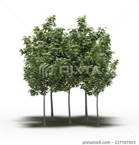 group of trees with a shadow under it, isolated on a transparent background, 3D illustration, cg render 127597803