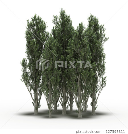 group of trees with a shadow under it, isolated on a transparent background, 3D illustration, cg render group of trees with a shadow under it, isolated on a transparent background, 3D illustration, cg render 127597811