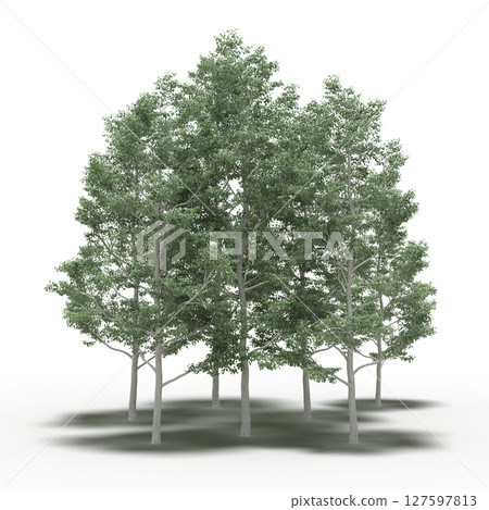 group of trees with a shadow under it, isolated on a transparent background, 3D illustration, cg render 127597813