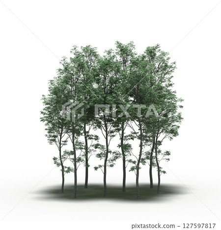 group of trees with a shadow under it, isolated on a transparent background, 3D illustration, cg render group of trees with a shadow under it, isolated on a transparent background, 3D illustration, cg render 127597817