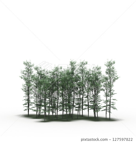 group of trees with a shadow under it, isolated on a transparent background, 3D illustration, cg render group of trees with a shadow under it, isolated on a transparent background, 3D illustration, cg render 127597822