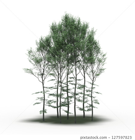 group of trees with a shadow under it, isolated on a transparent background, 3D illustration, cg render 127597823