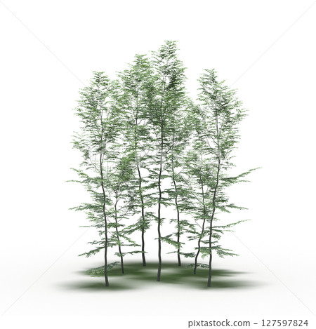 group of trees with a shadow under it, isolated on a transparent background, 3D illustration, cg render group of trees with a shadow under it, isolated on a transparent background, 3D illustration, cg render 127597824