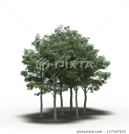 group of trees with a shadow under it, isolated on a transparent background, 3D illustration, cg render 127597835