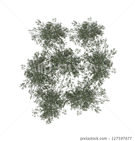 group of trees, top view, isolate on a transparent background, 3d illustration group of trees, top view, isolate on a transparent background, 3d illustration 127597877
