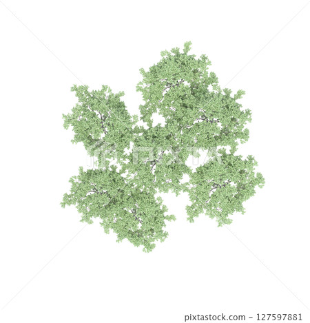 group of trees, top view, isolate on a transparent background, 3d illustration 127597881