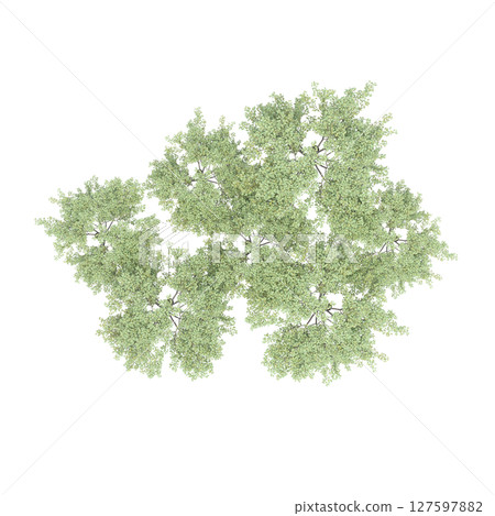 group of trees, top view, isolate on a transparent background, 3d illustration 127597882