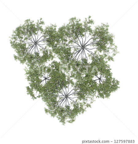 group of trees, top view, isolate on a transparent background, 3d illustration group of trees, top view, isolate on a transparent background, 3d illustration 127597883