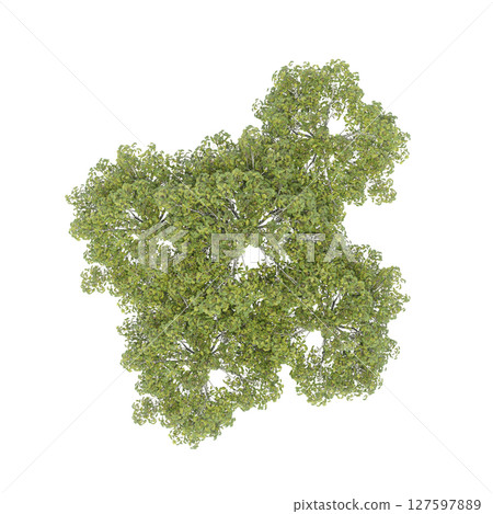 group of trees, top view, isolate on a transparent background, 3d illustration 127597889