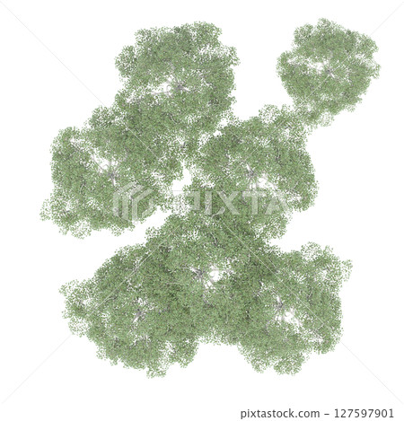 group of trees, top view, isolate on a transparent background, 3d illustration group of trees, top view, isolate on a transparent background, 3d illustration 127597901