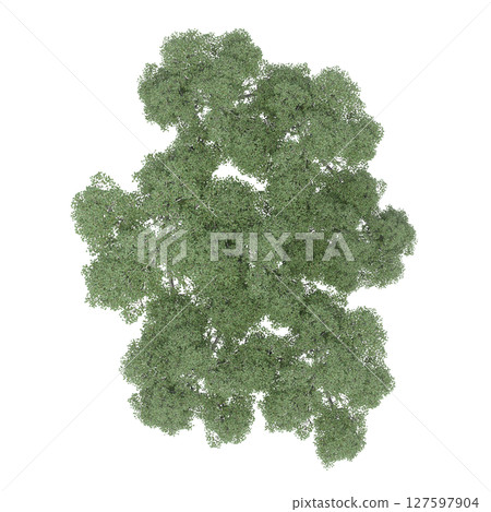 group of trees, top view, isolate on a transparent background, 3d illustration 127597904