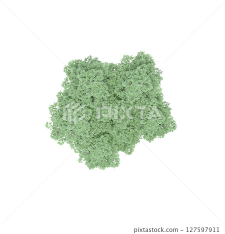 group of trees, top view, isolate on a transparent background, 3d illustration group of trees, top view, isolate on a transparent background, 3d illustration 127597911