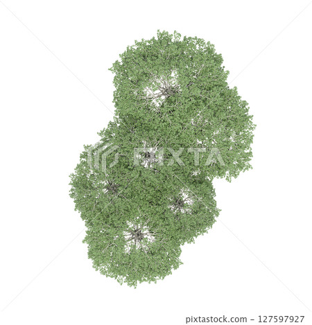 group of trees, top view, isolate on a transparent background, 3d illustration 127597927