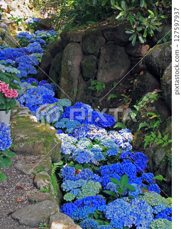 岡寺紫陽花迴廊 127597937