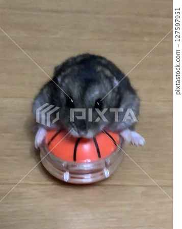 籃球和倉鼠 籃球和倉鼠 127597951