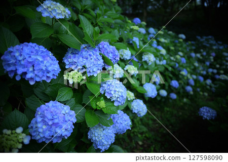 繡球花 - 雨季小徑 127598090