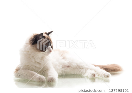 Domestic Ragdoll cat breed looking at camera 127598101