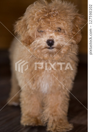 Adorable Maltipoo puppy posing in a home interior 127598102