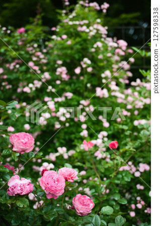 盛開的玫瑰 127598338