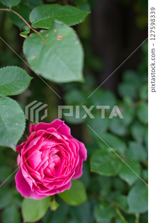 美麗的深粉紅玫瑰 127598339