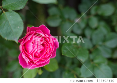 一朵紅玫瑰 127598340