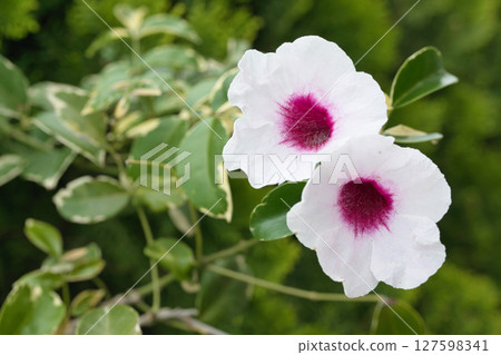 Pandorea flowers and leaves Pandorea flowers and leaves 127598341